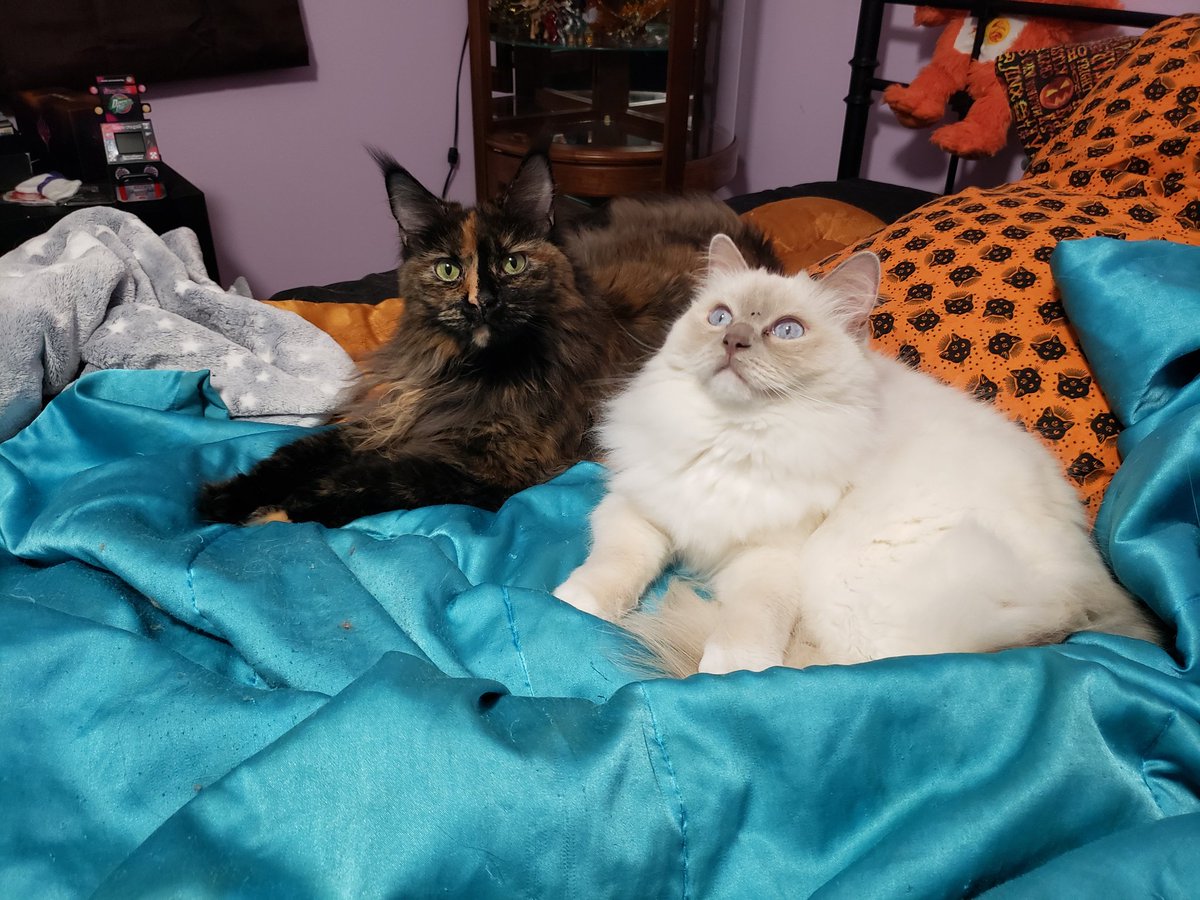 seananmcguire's tweet photo. Girls. https://t.co/C4cVJRjG19