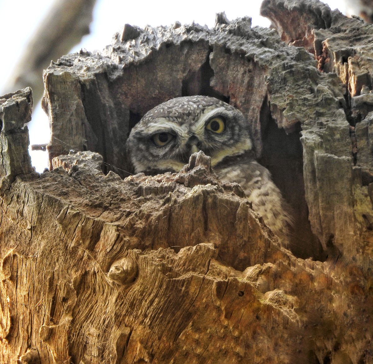 October makes me sad as the rains affect my birdwatching plans. Gone are the days when I could curl up with a book and a cup of coffee while sporadically counting the raindrops on my windowpane. Now, I count the days until I can see spotted owlets again. #birds #owls #Chennai