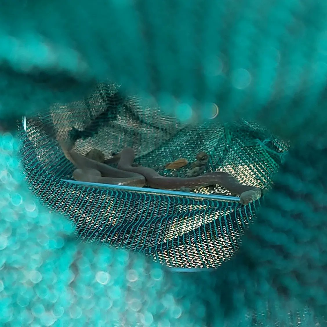 Your days only get better when you find a blind snake and baby coastal taipan! ❤🐍💪 #aniliosbroomi #blindsnake #coastaltaipan #oxyuranusscutellatus #quaternaryreptileproject @monash_uni @museumsvictoria @valbuenafern_jp @lizarddocmelville @jeynlaundrie @natalia_91 @MVLizards