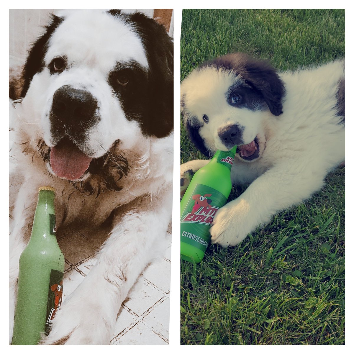 sosocial_worker's tweet photo. Thirsty Thursday ? Throwback Thursday ?  Regardless my baby dog is growing up! Almost 2 🎉 #stbernard #thatsjustmybabydog https://t.co/evSuEQS95m