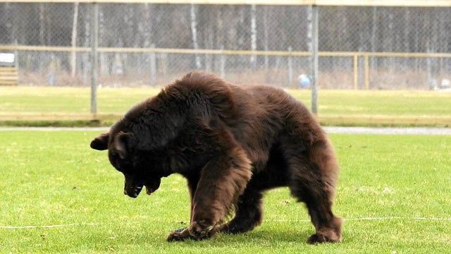 Soymuitotroxa's tweet photo. It’s just a dog | Au supercorp 

Lena estava se mudando pra sua casa nova, ao chegar lá ela percebe um bicho enorme no seu quintal, percebendo que era um urso ela entra em desespero, o suficiente para sua vizinha sair e avisar que o animal lhe pertencia. https://t.co/UbymuyDey4