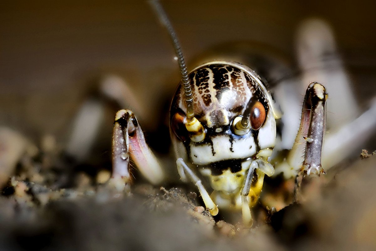 SWolfsden's tweet photo. #Great #Grig (Cyphoderris monstrosa) #macro #portrait from a while ago. From historically over 90 species in this family, this one is only one of seven #survivors.

#Protect what we have, for the #present and the #future!

#iNaturalist #BackyardConservation #Insects https://t.co/w9aq767ER9