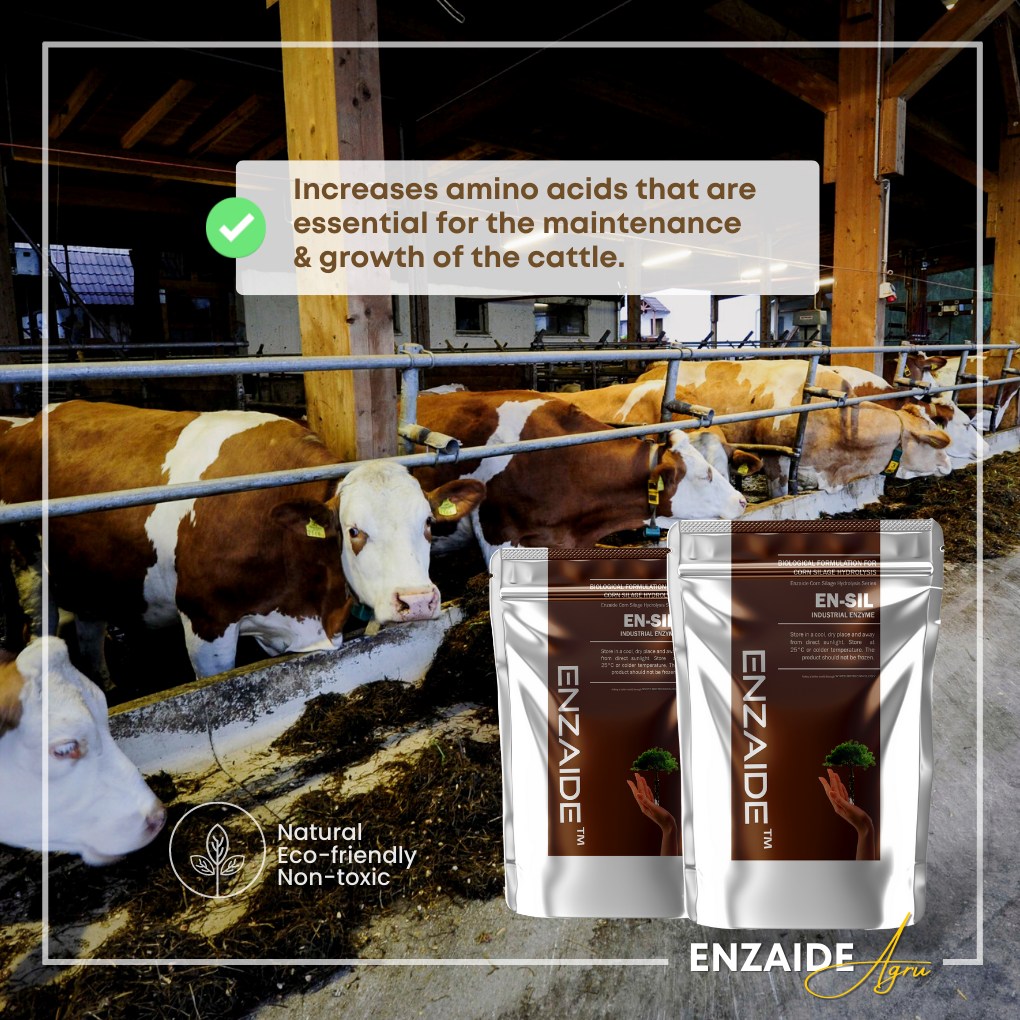 ctcgroup_ph's tweet photo. Let's improve your Corn Silage Hydrolysis process with EN-SIL. Backed up with White Biotechnology, EN-SIL aids in increasing the utilization of various components in corn silage and produces more amino acids essential for cattle growth and maintenance. Contact us for more details https://t.co/BSHKLxGSw3