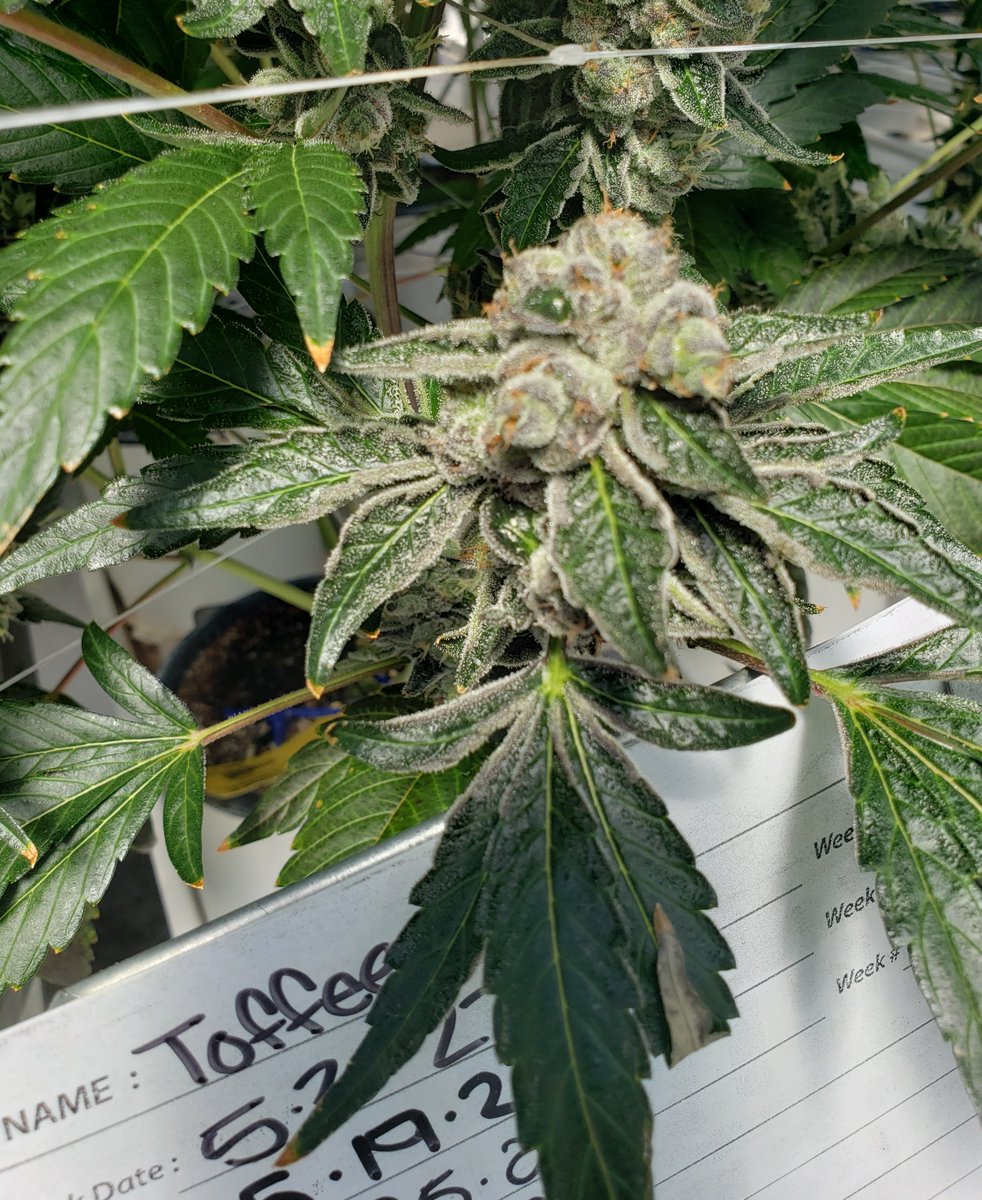 CannabisConsul8's tweet photo. Toffee by @SunmedGrowers Cookies Strain
#Weed #WeedChicks #WeedLovers #StayGreen #CannabisConsultant #Cookies https://t.co/bBAOqUln3s