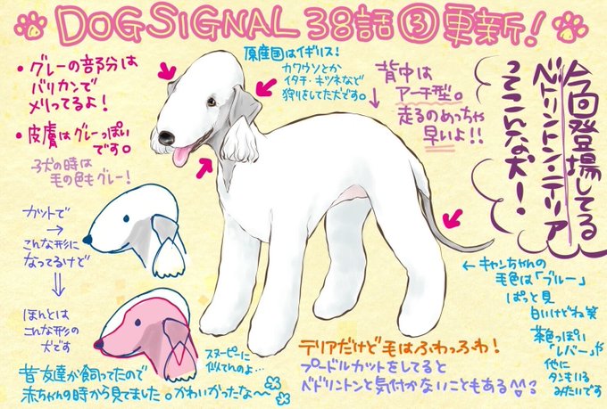 🐶更新情報🐶

/
最新話(38話③)が更新されました🙌
犬好きアイドル翔太郎のエピソードの続きです☀️
\

▼Comic Walker
https://t.co/C32lKu4xZl

▼ニコニコ漫画▼
https://t.co/cK7i17TDDc

みなさんの西王子さんへの怒り…ここから2回の更新でしっかりスッキリします!お見逃しなく🐕

#DOGSIGNAL https://t.co/eUZhhBrXmP 