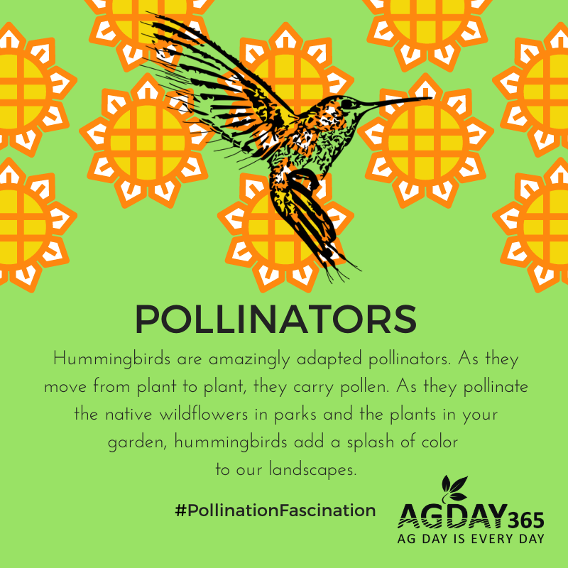 AGDAY365's tweet photo. Hummingbirds are amazingly adapted pollinators. As they move from plant to plant, they carry pollen. As they pollinate the native wildflowers in parks and the plants in your garden, hummingbirds add a splash of color to our landscapes. #PollinationFascination 🦋 #AgDay365 https://t.co/ZumcO2L5or