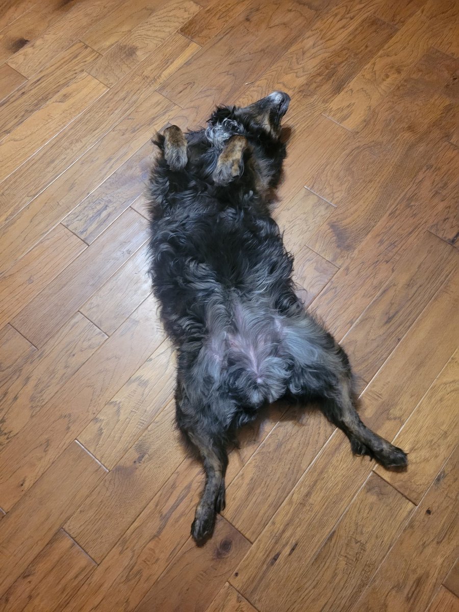 IndyVince's tweet photo. My dog when the game went overtime @dandakich https://t.co/oEr3B6FhtC