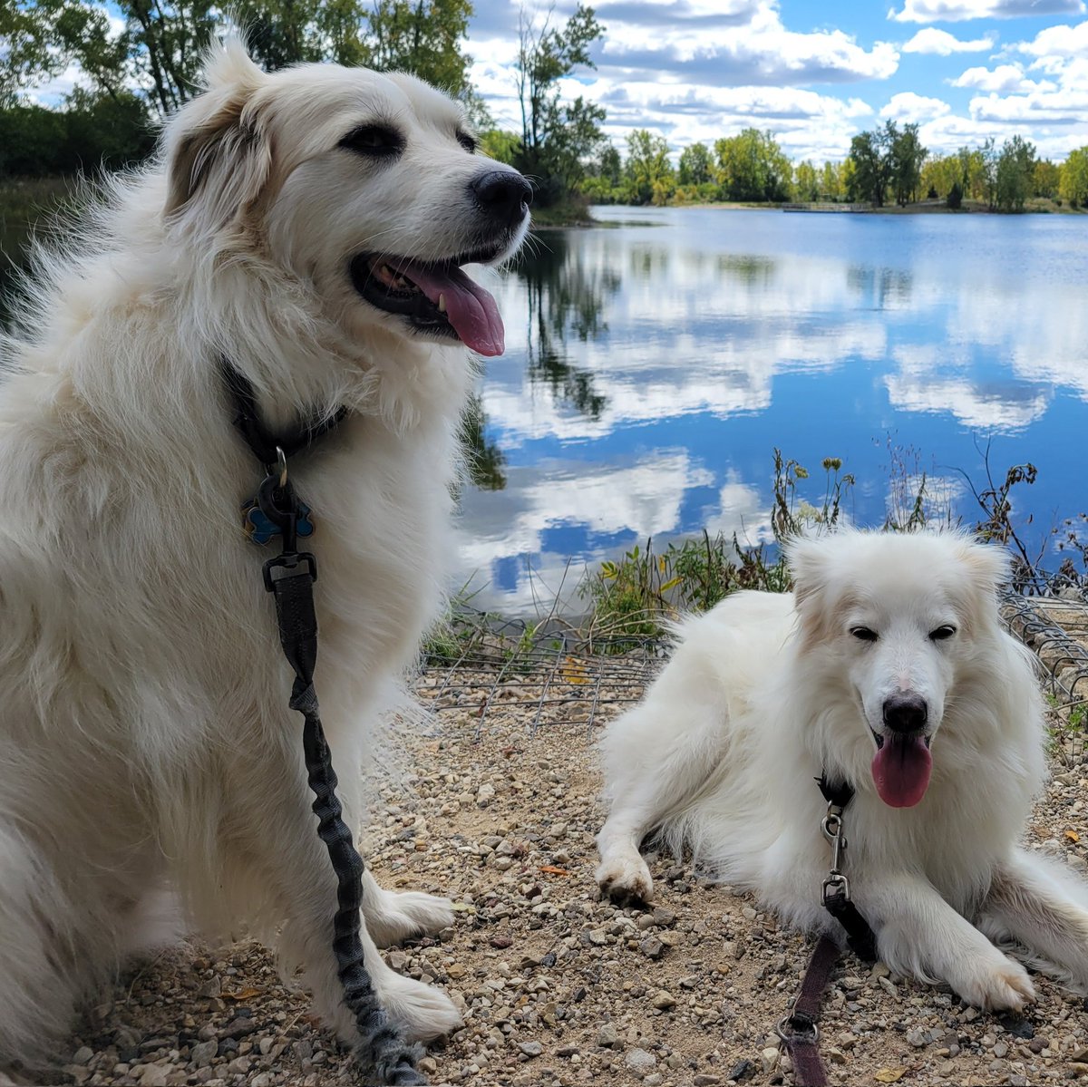 AtHomeDogMom🌊🇺🇲🇺🇦🌈 tweet media