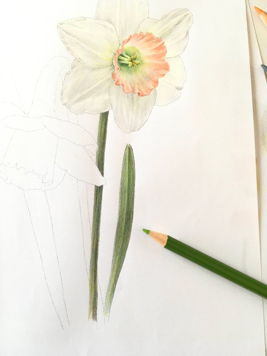 「単発の色鉛筆教室行って来ました。久し振りに初心者さん達にお教えしたので私も初心に」|シン@ぬり絵で身につく花と実の色えんぴつ技法のイラスト