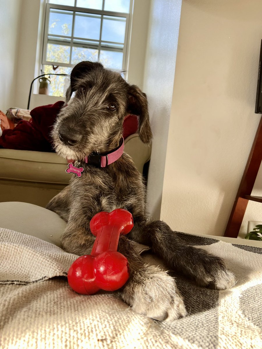 Joey Ramp-Adams tweet media