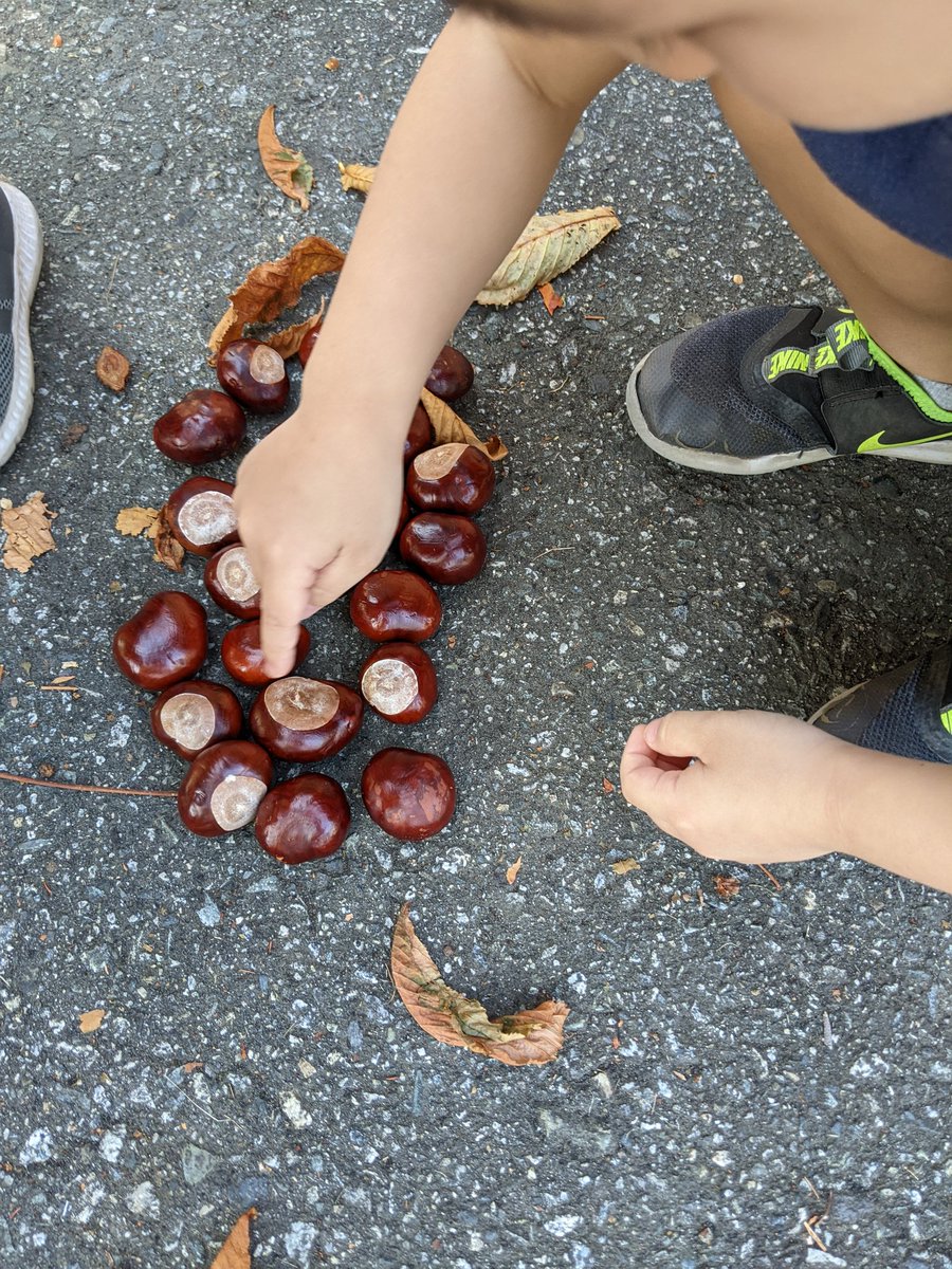 lwongmontessori's tweet photo. Counting while touching each chestnut reinforces Kindergarten students' understanding of one-to-one correspondence. @ConnaughtElem #learningoutdoor https://t.co/cCy7bDszmm