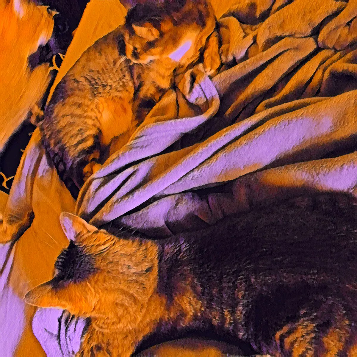 WayofCats's tweet photo. It was a routine stakeout for Jackrabbit Slim. His visiting brother, Lucius the philosophy professor, got some real world excitement.
No one expected The Return of Sir Tristan.
#CatsofTwitter #CatsofImagination #BudBudtheSpud #LoutheCreamfilledCat #ManyFacesofPickle https://t.co/XQpqFl3wej