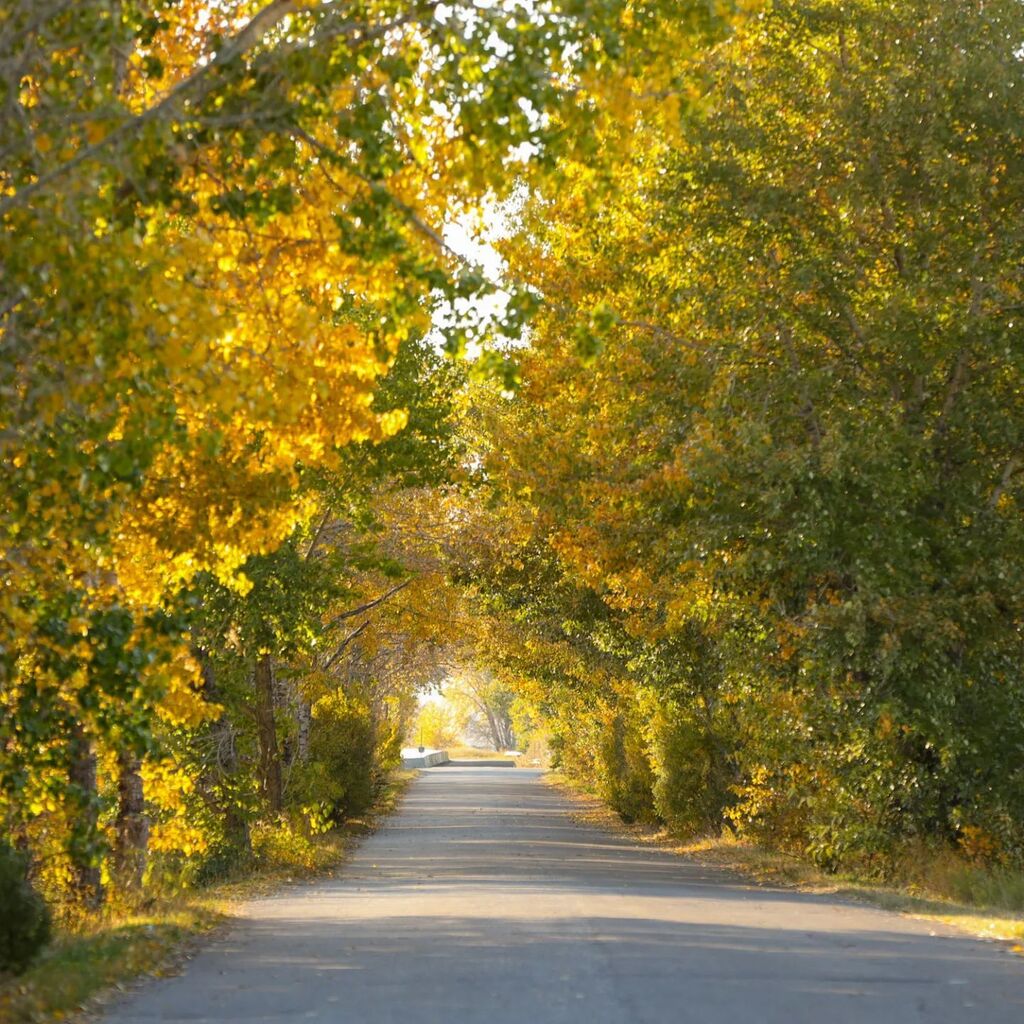 mikeinyyc's tweet image. 🍂 
.
.
.
#YYC #yycnow #capturecalgary #calgary #fall #fallcolors #picoftheday #instagood #getoutside #photographerlife #autumn #nature #leaves instagr.am/p/CjY6GPbPyWI/