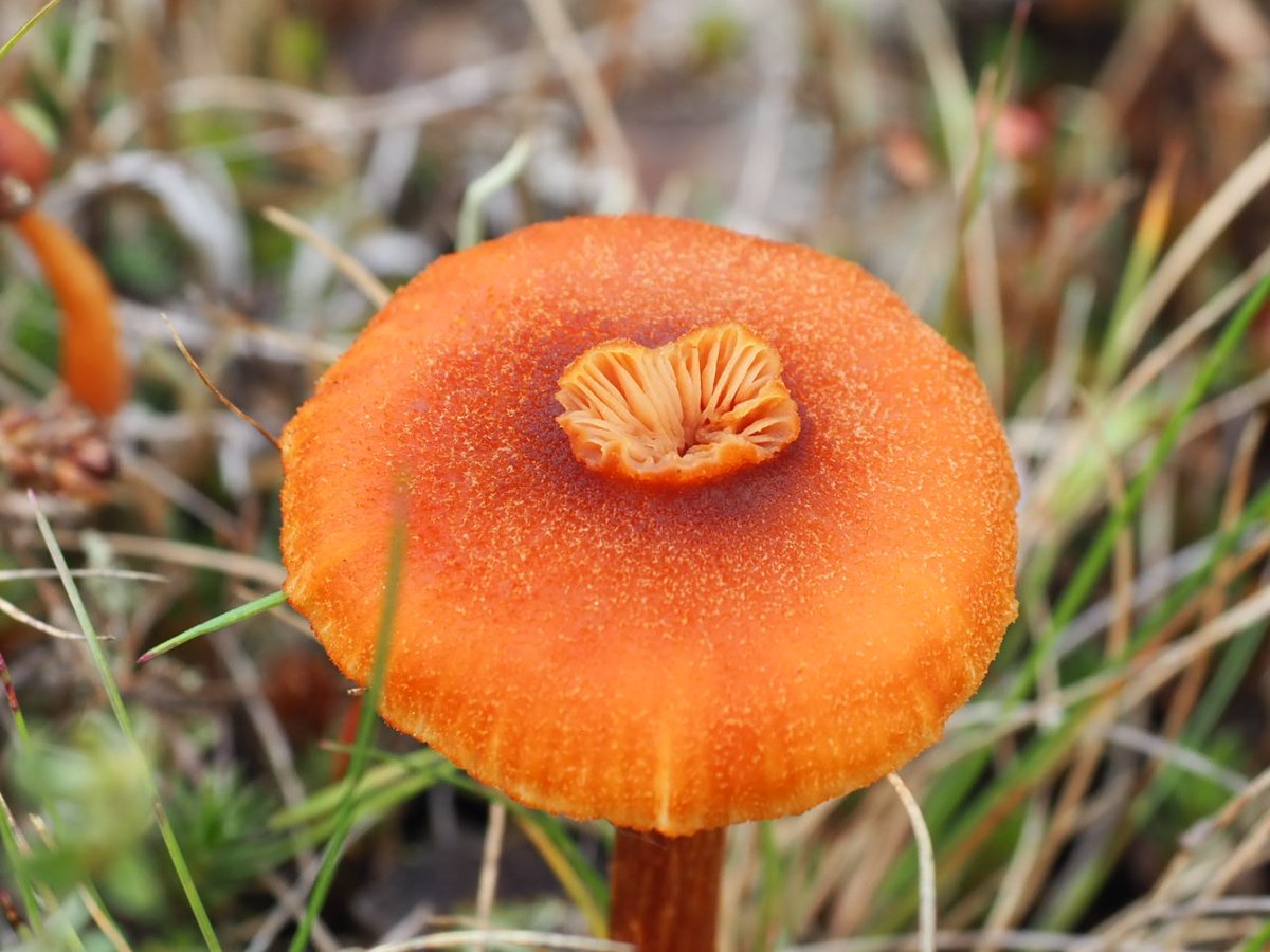 Came across this mushroom recently. I've never noticed gills exposed on the top of a mushroom cap like this ? Is this normal or unusual and can anybody help me with ID please ? #Fungi #mushrooms