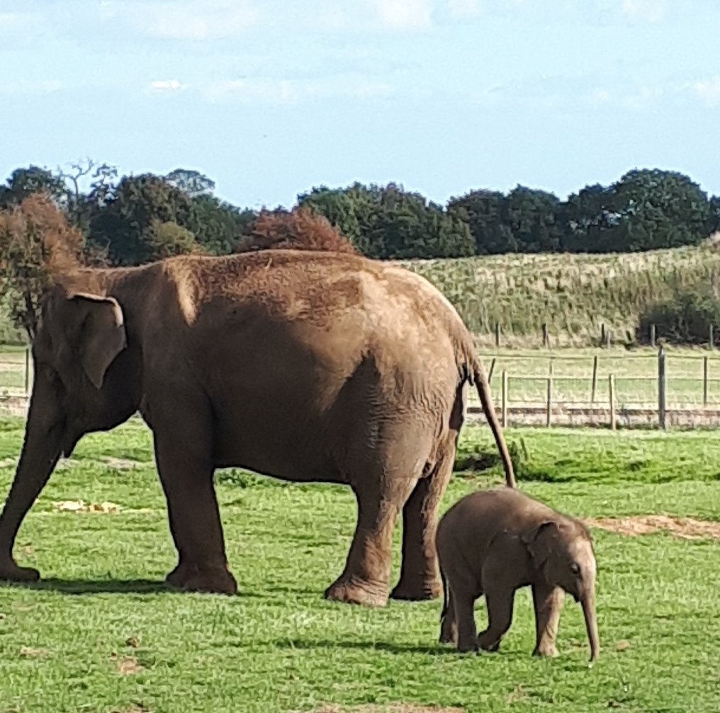 WorleyImogen's tweet photo. Had a great birthday @ZSLWhipsnadeZoo! Made a few new friends and had a great day out! #birthdaygirl #Libras #zoo #October6th #celebration #animals #Outdoors https://t.co/hidMbJBn3Q