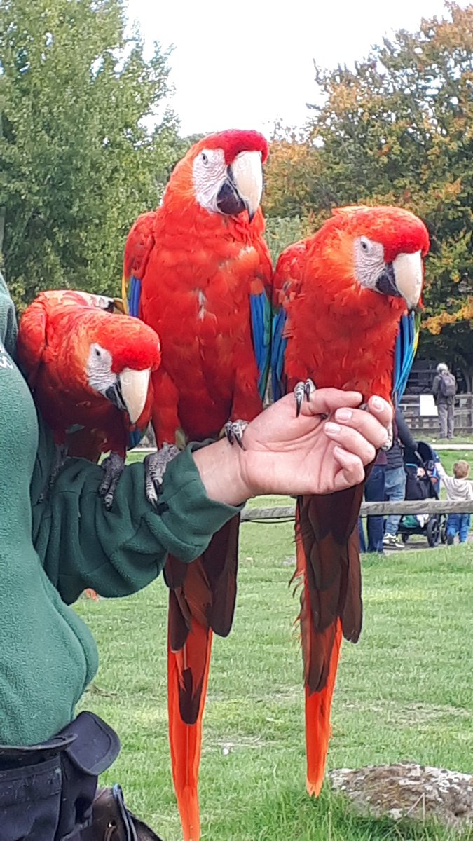 WorleyImogen's tweet photo. Had a great birthday @ZSLWhipsnadeZoo! Made a few new friends and had a great day out! #birthdaygirl #Libras #zoo #October6th #celebration #animals #Outdoors https://t.co/hidMbJBn3Q