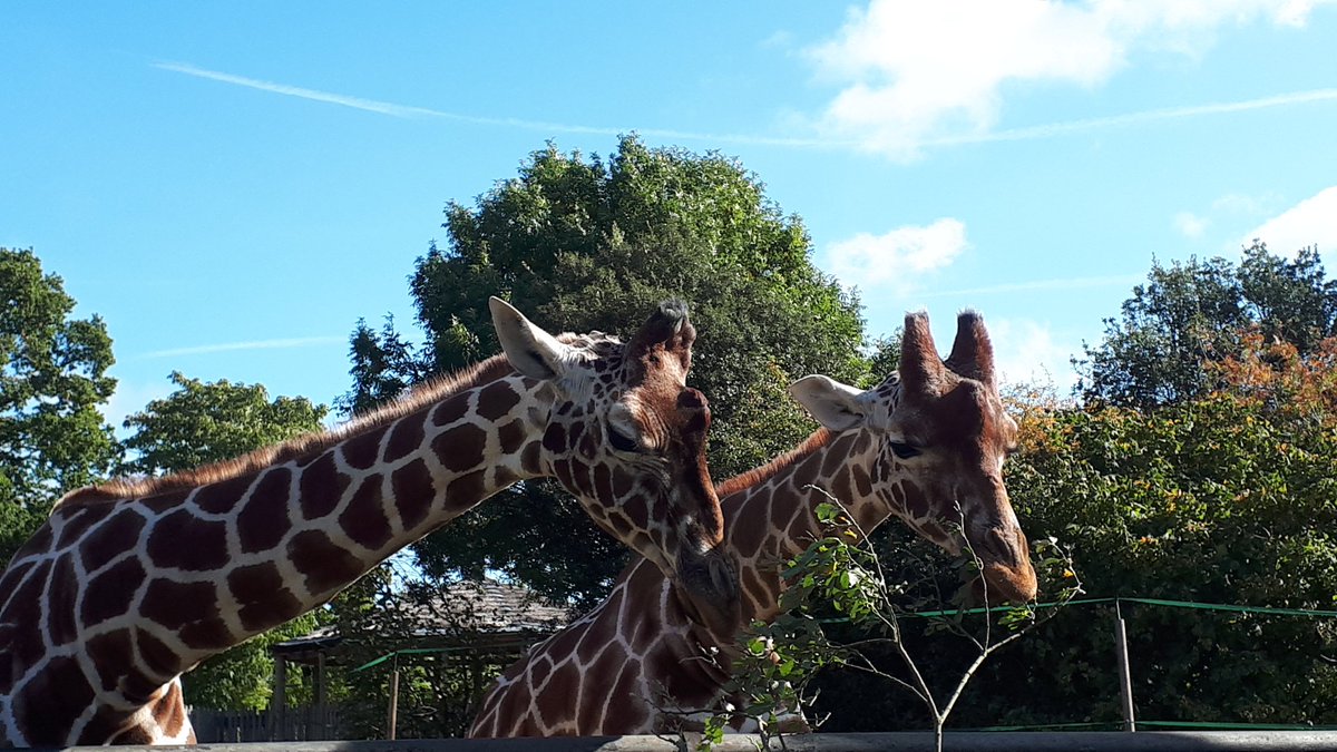WorleyImogen's tweet photo. Had a great birthday @ZSLWhipsnadeZoo! Made a few new friends and had a great day out! #birthdaygirl #Libras #zoo #October6th #celebration #animals #Outdoors https://t.co/hidMbJBn3Q