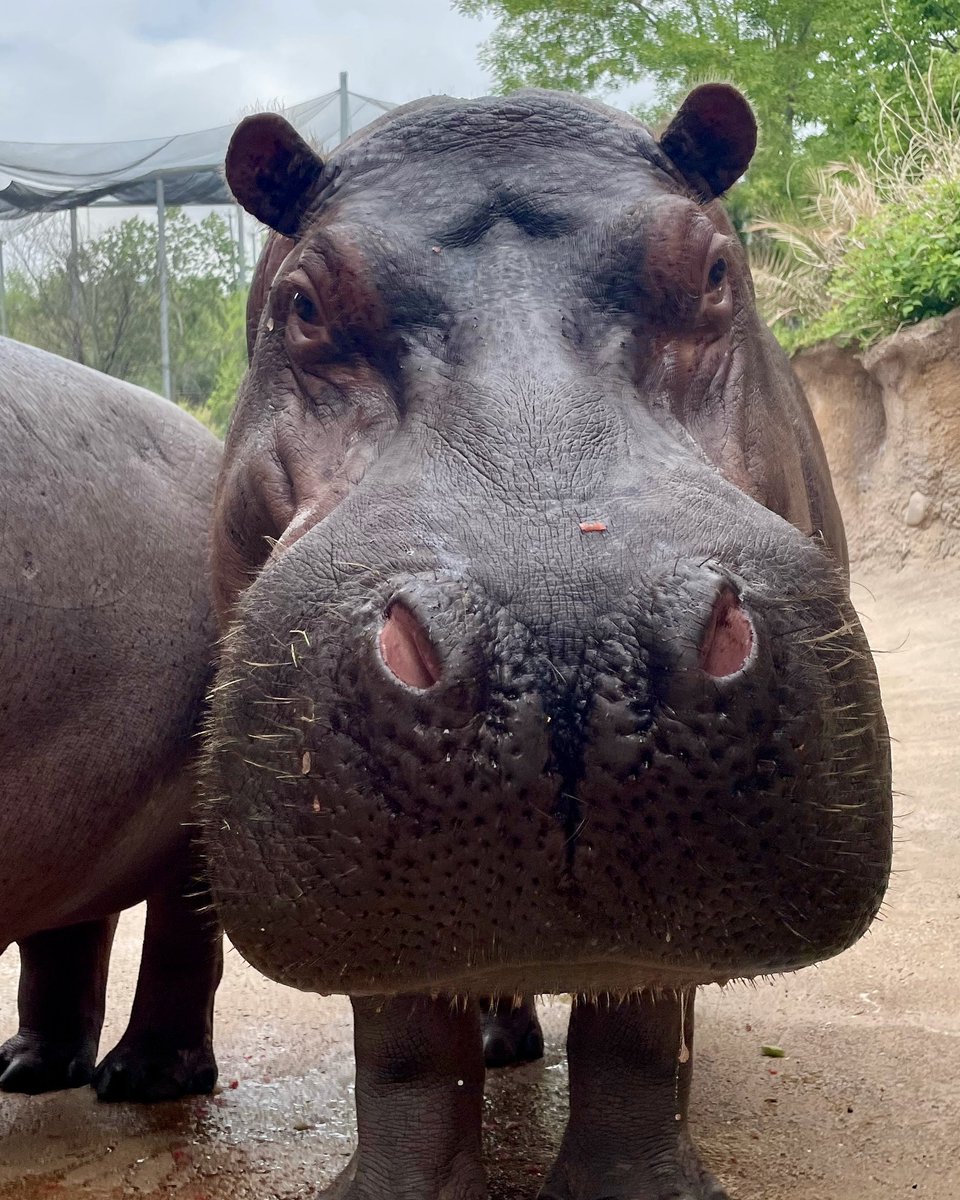 TimothyTheHippo's tweet photo. Big butt. Bigger heart. ❤️ https://t.co/u2HCAt3LDj