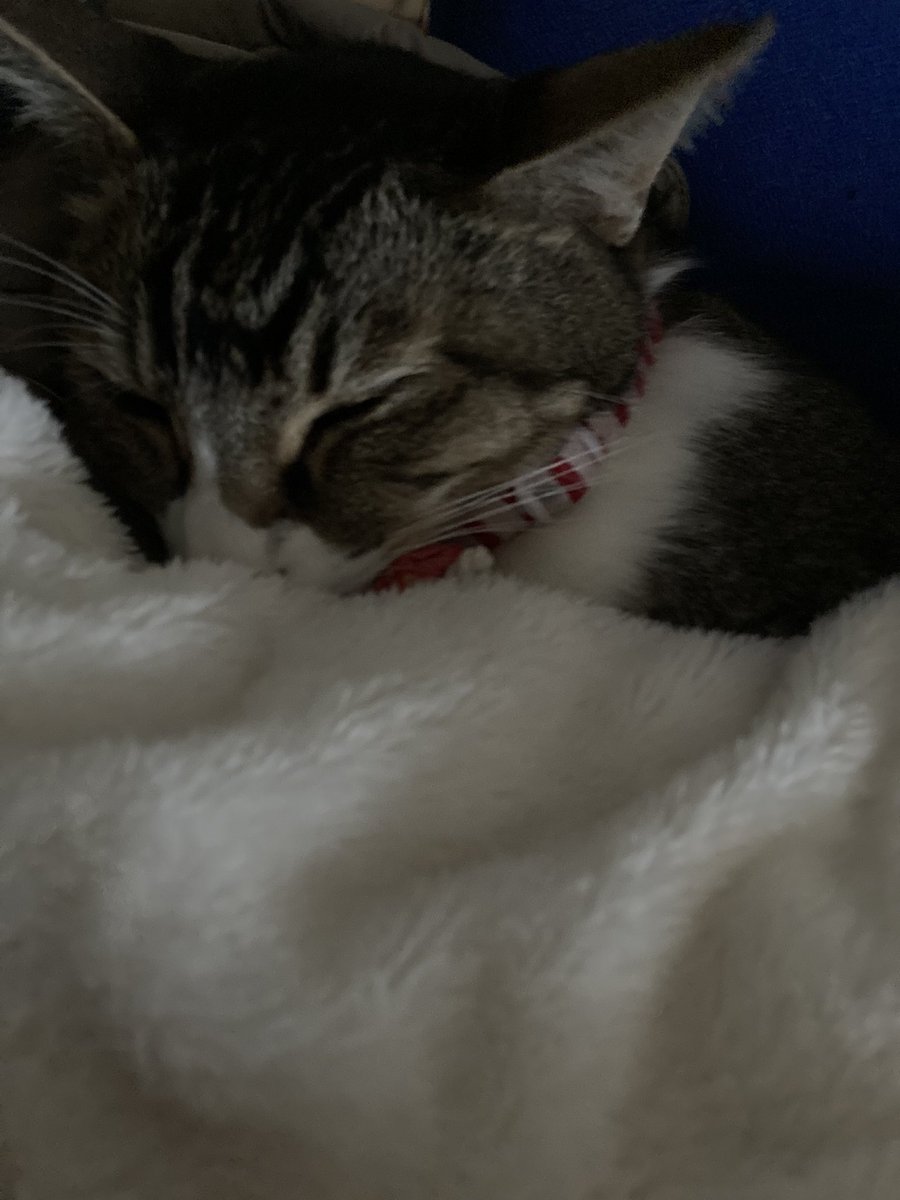 今日も生きていてくれてありがとう。飼い主の布団の中に入ったり出たりを繰り返していた。朝はいつも食欲がないから心配。夜はレオ君のお腹から変な音が聞こえてくることが気にかかり、何度も起きてしまった。