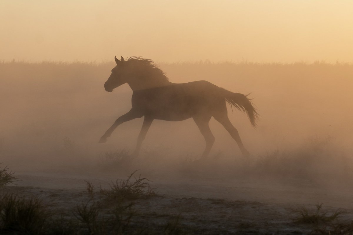 FoleySahna's tweet image. Wild horses. Let’s save them.