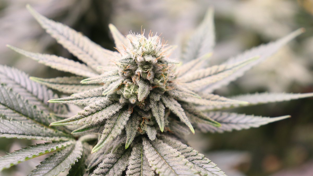 Glue Sniffer from <a href="/buytheseed/">Buy the Seed</a> going into 40days since the flip.