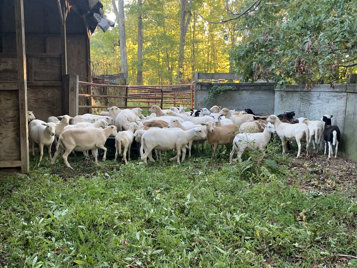 graysLAMBscapin's tweet photo. Penned the 60 ewes/ewe lambs we have at the rental farm. They’re getting their ride to #solar early tomorrow morning!

#solargrazing #agrivoltaics #GraysLAMBscaping #lambscaping #prescribedgrazing #targetedgrazing #rotationalgrazing #VirginiaSheep #katahdinsheep https://t.co/ApX7o4OVPd