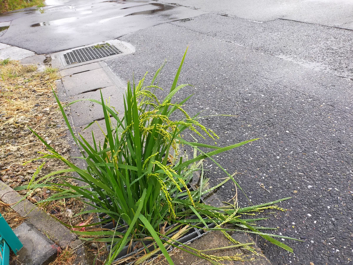 こんなところになんで？側溝の中から稲が生えてるｗ