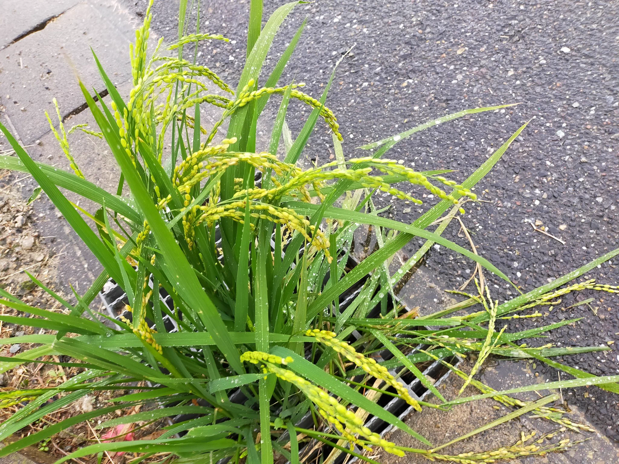 こんなところになんで？側溝の中から稲が生えてるｗ