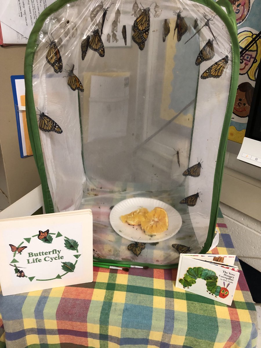 PreK learned about the life cycle of monarch butterflies.