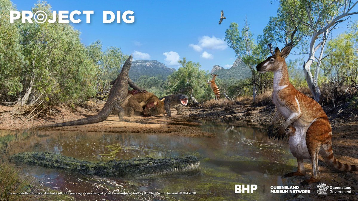 qldmuseum's tweet image. How would we have measured up against Megalania the world’s largest land-dwelling lizard? At 6m long we would&apos;ve looked very small beside this giant goanna from ancient QLD. Learn more: bit.ly/3TTHF7N
📷 Dr Scott Hocknull @Aussiedinosaurs 
Supported by @BHP #ProjectDIGQM