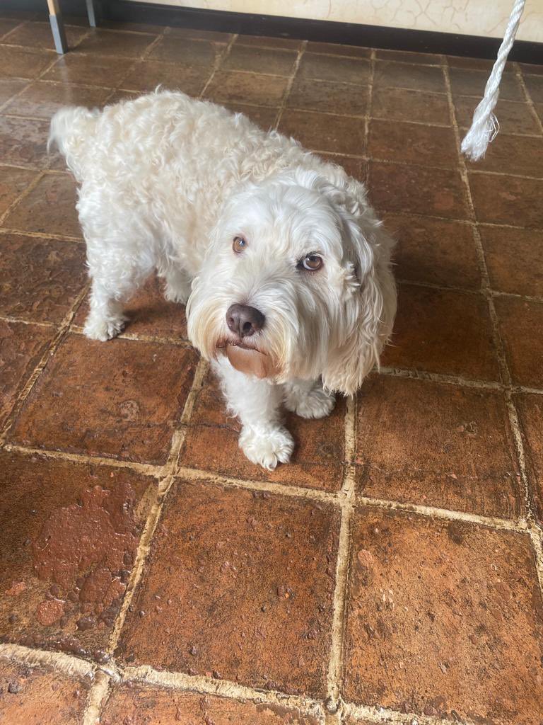 URGE URGE adopción para este perrito precioso, si no encuentran casa lo van a poner a dormir 😭 el perrito está en Antigua Guatemala. RT pls.