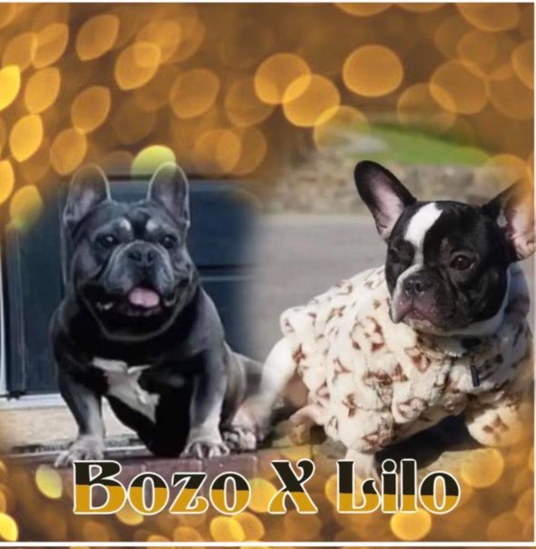 Me And <a href="/NolimitLo/">joat</a> Got Frenchie Pups On The Way 🐶💩🔥In 2 Weeks They Will Be Here BOZO ❌ LILO 😮‍💨Cant Wait To See What They’re Going To Produce 💪🏽💪🏽🥲And This Our First Litter I Know We Coming Hard 😬🫣🫣