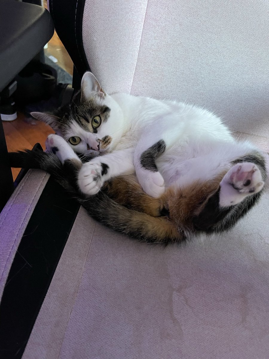 ellecrott's tweet photo. B’ys. Sushi got out. She doesn’t have a collar. Jackman drive area. Please help. She’s Carter’s puss. I can’t lose her. https://t.co/cy7gl4Da90