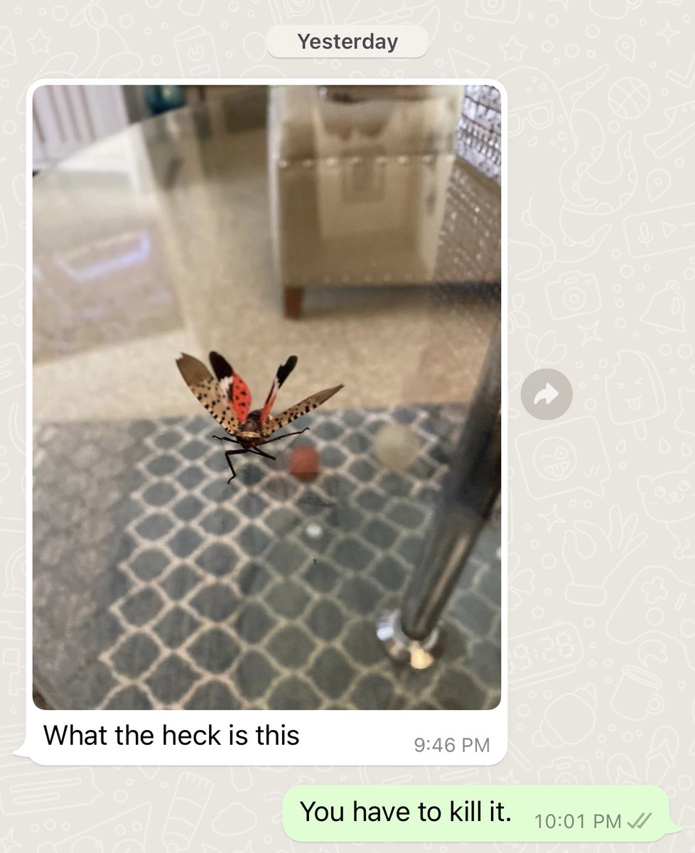 CPerez22's tweet photo. #Spottedlanternfly #Bronx #NYC #america #America #plague https://t.co/CR0ThCl9tL