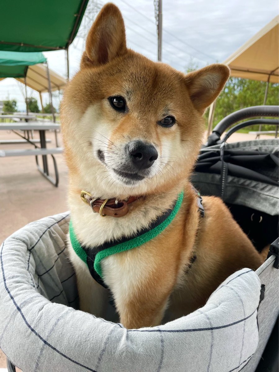 KABOSU20180902's tweet photo. 昨日はかぼすさんも一緒にBBQ。
たくさんお肉食べて満足げ。
#柴犬 #かぼすさん #shiba #shibainu
#GoodBBQ #BBQ https://t.co/qFx6Mu23UQ