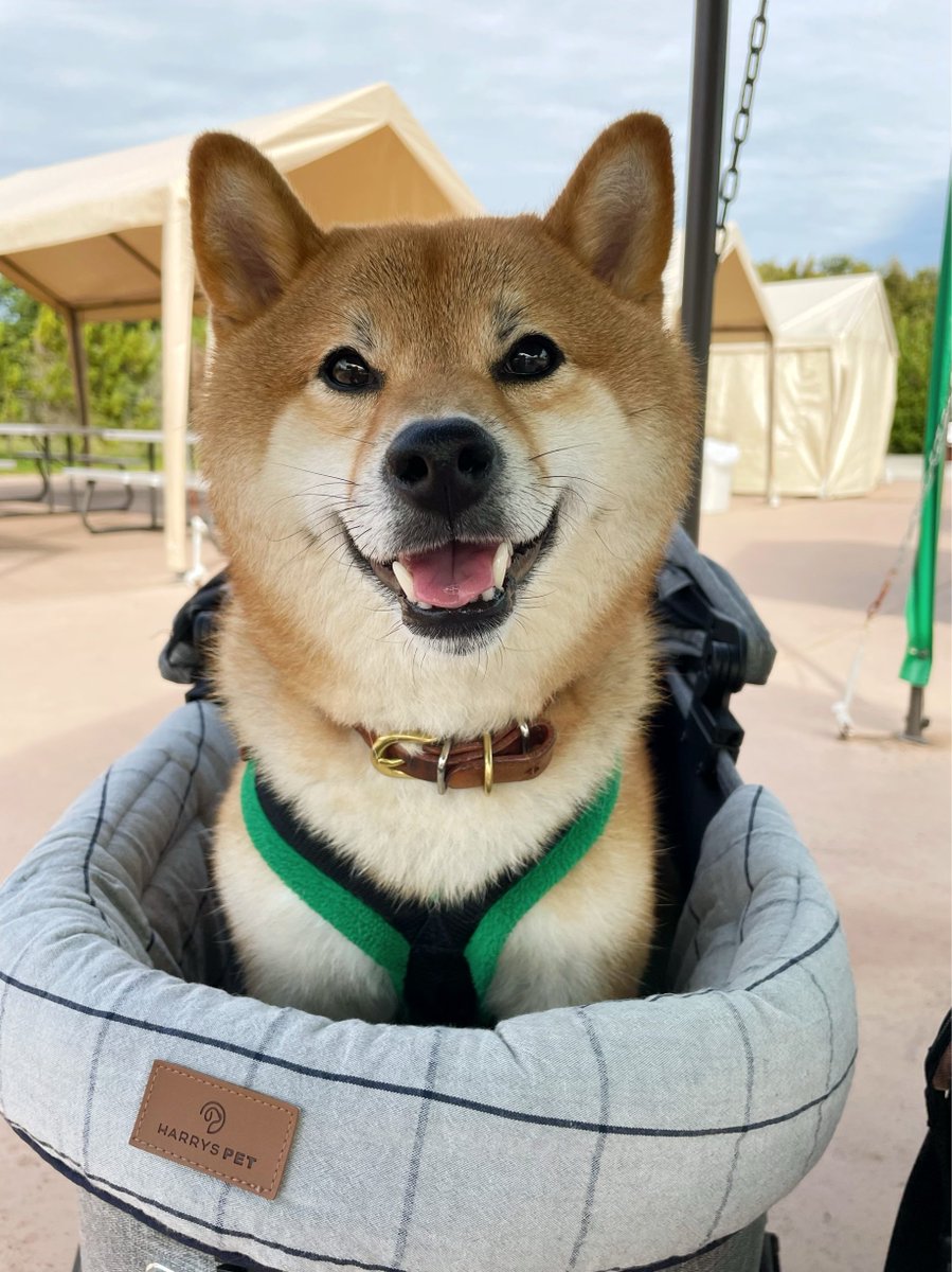 KABOSU20180902's tweet photo. 昨日はかぼすさんも一緒にBBQ。
たくさんお肉食べて満足げ。
#柴犬 #かぼすさん #shiba #shibainu
#GoodBBQ #BBQ https://t.co/qFx6Mu23UQ
