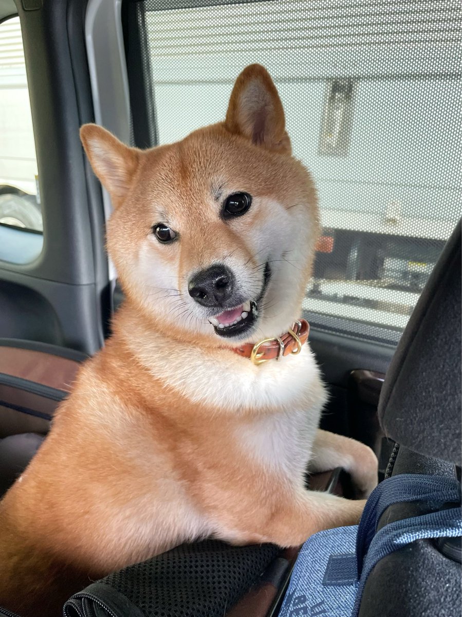 KABOSU20180902's tweet photo. 昨日はかぼすさんも一緒にBBQ。
たくさんお肉食べて満足げ。
#柴犬 #かぼすさん #shiba #shibainu
#GoodBBQ #BBQ https://t.co/qFx6Mu23UQ