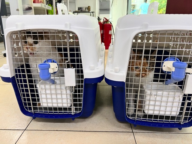 ICVS Animal Hospital tweet media