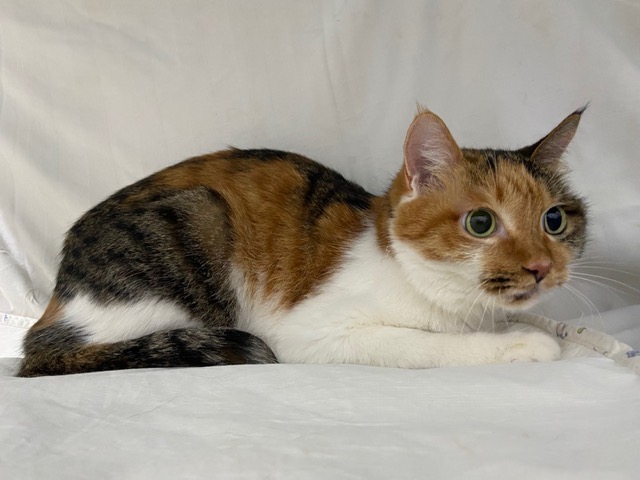 ICVS Animal Hospital tweet media