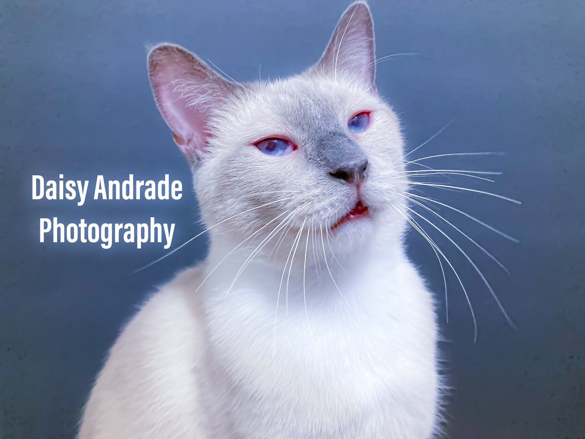 daisyphotolove's tweet photo. Studio time with Max 💙🧸🤍📷🐱💕 #daisyandradephotography  #catphotography #cutie #catmodel #Max #furbabies #teddybear #California #trending #worldwide #abc7eyewitness #abc7community #checkitout #catportrait #petphotography #studiotime #viral #petmodels https://t.co/Aph8szcSLT