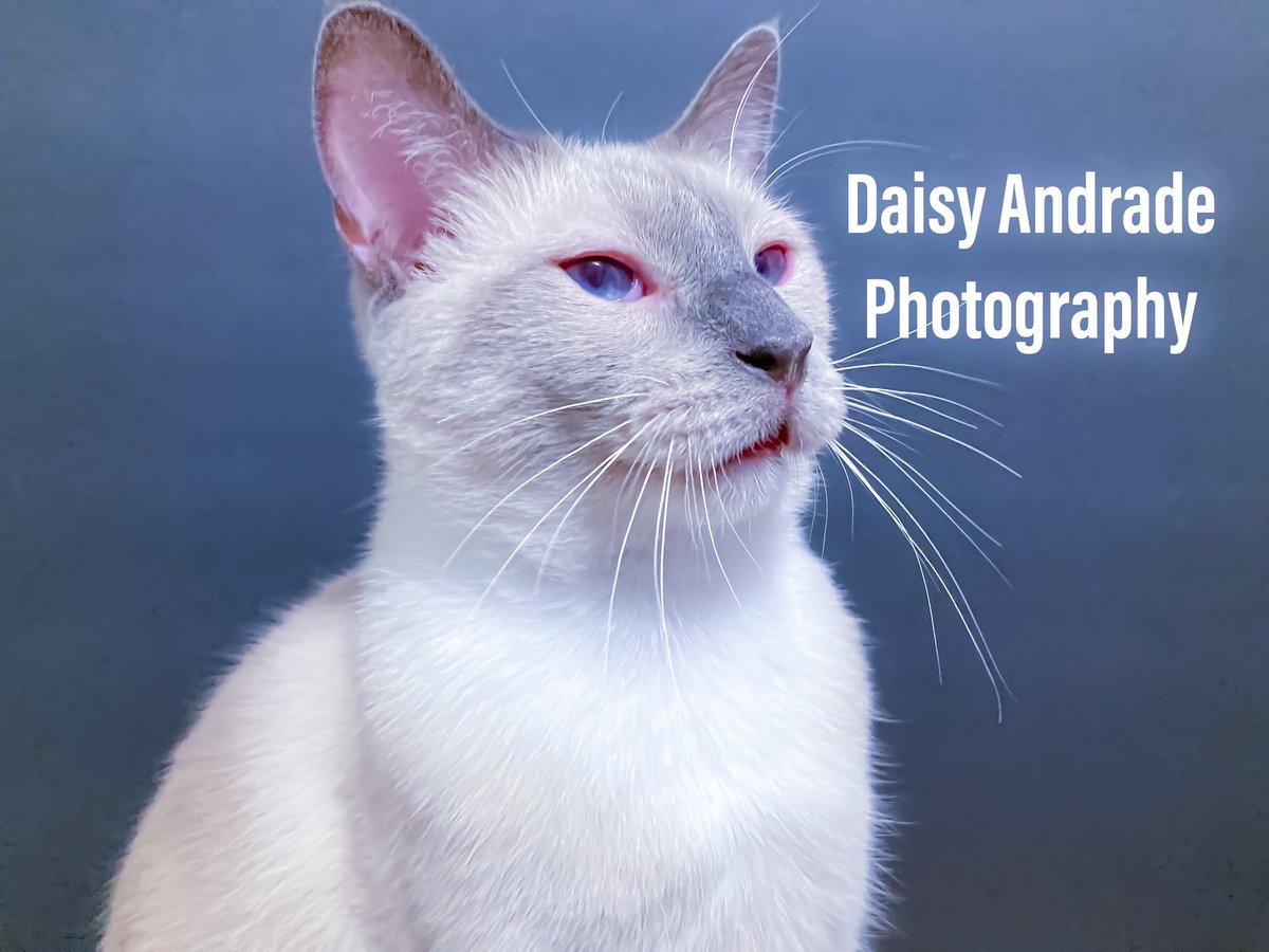daisyphotolove's tweet photo. Studio time with Max 💙🧸🤍📷🐱💕 #daisyandradephotography  #catphotography #cutie #catmodel #Max #furbabies #teddybear #California #trending #worldwide #abc7eyewitness #abc7community #checkitout #catportrait #petphotography #studiotime #viral #petmodels https://t.co/Aph8szcSLT