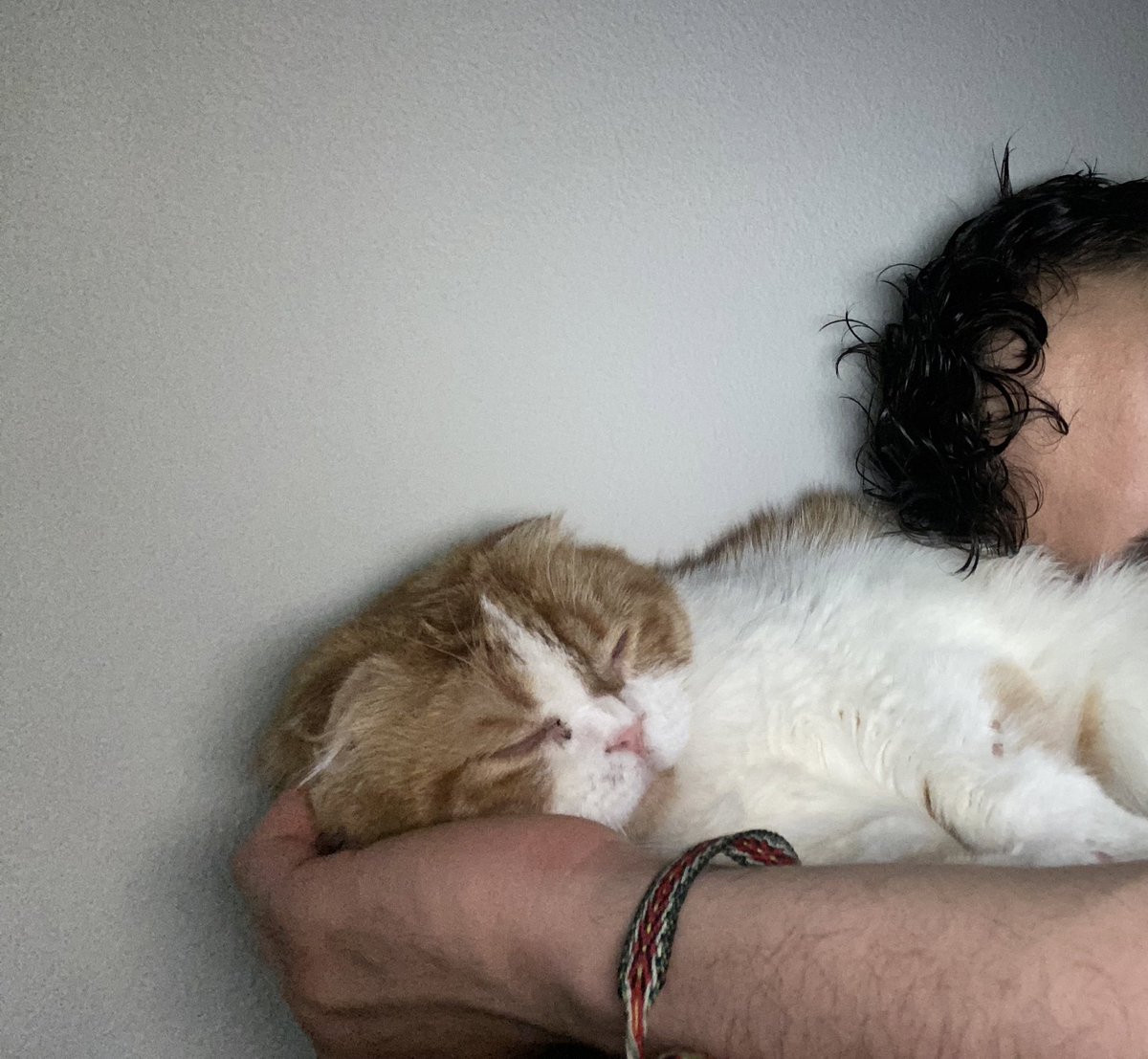 macaroni tweet media