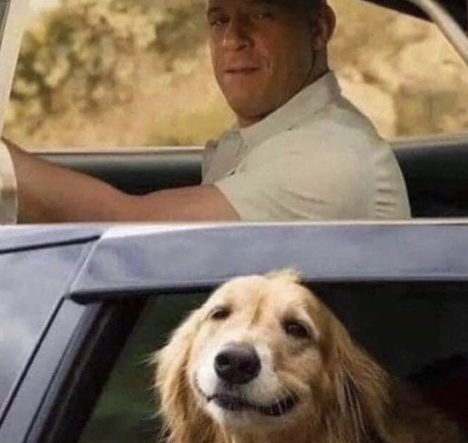 elcosodelapizza's tweet photo. cuando estas en el auto y aparece un perrito https://t.co/oa0C9JkOdM