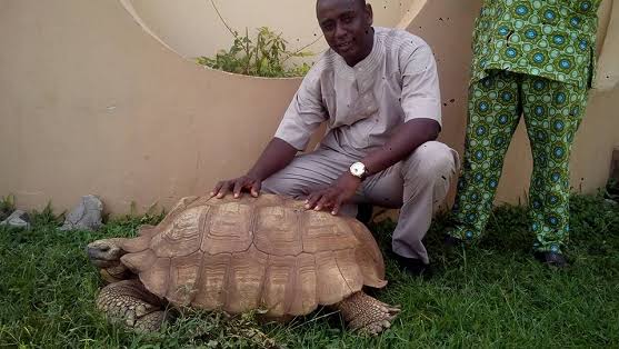Governorfemi's tweet photo. This tortoise was said to have spent 344 years at the palace of #Soun of #ogbomosho before its demise recently.the tortoise was nicknamed #Alagba meaning:the elder one.the tortoise is part of the story of #Ogbomosho as a result of its antiquity qualities.#yoruba ,#oyo ,#Nigeria https://t.co/0fyqHZMIak