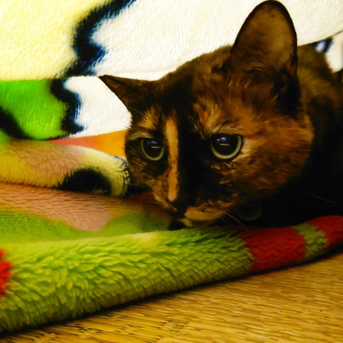 good2bnegative's tweet photo. 珍しく（この九年間で2回目）わたしの毛布に入ってきたお嬢ちゃん。

#サビ猫 #さびねこ https://t.co/CBsQcRckyo
