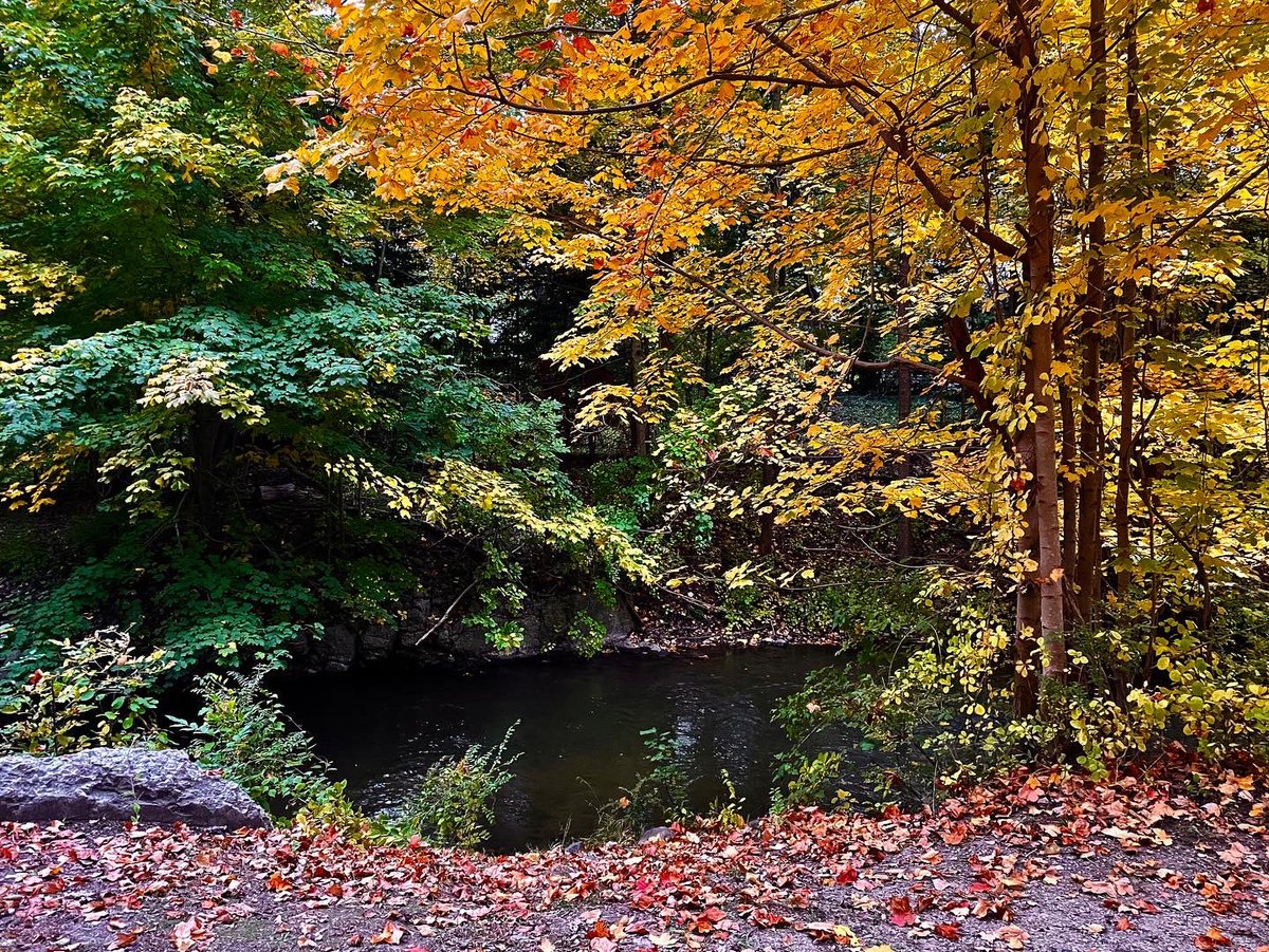 It’s getting really good on <a href="/paintcreektrail/">Paint Creek Trail</a> now. 😃

#PureMichigan