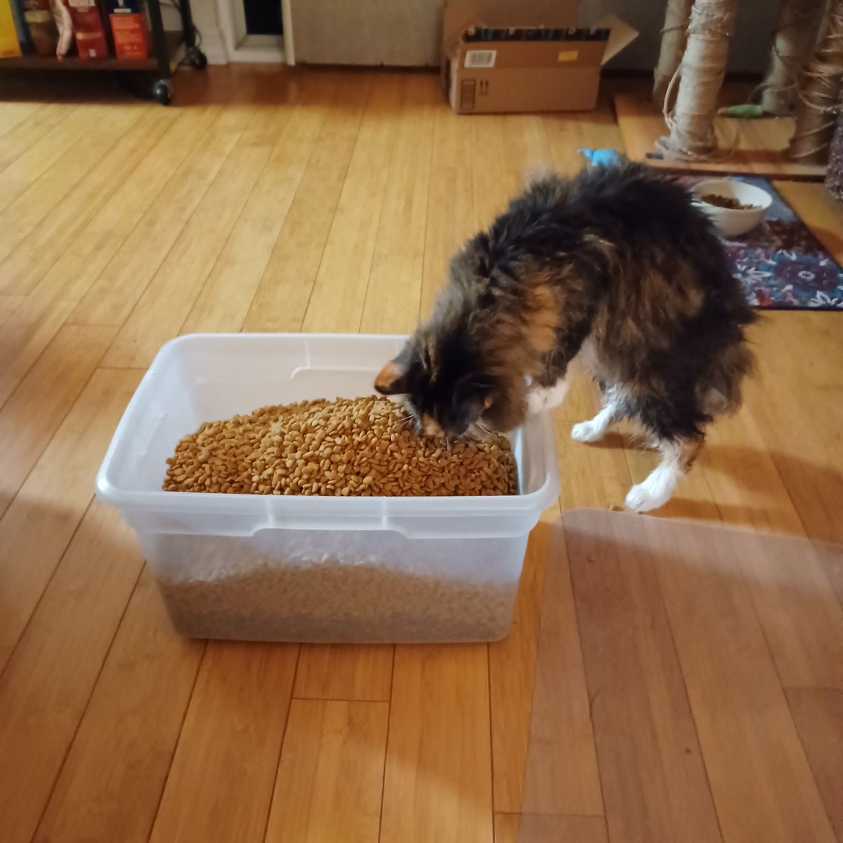 Fresh from a bath and fresh out of the bag kibble for our elder kitty that she appears to be enjoying.