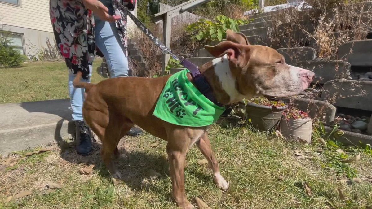 Local12's tweet photo. A local dog is still looking for a forever home after spending a third of his life at a shelter, and being abandoned twice: https://t.co/dmrj198ho5 https://t.co/kEu77ZTYce