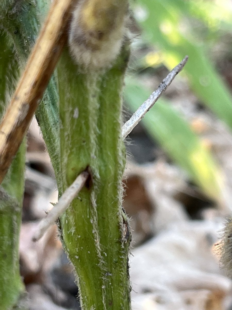 baldpathologist's tweet photo. Finishing stem canker evaluations this week. Lots of “hands and knees” time to get these done. Evaluations range from no canker, to a minimal canker or a canker that extends up the plant, to dead plants. Always plant stem canker-resistant cultivars @MSSOY #mscrops https://t.co/2dDQIKIaCX
