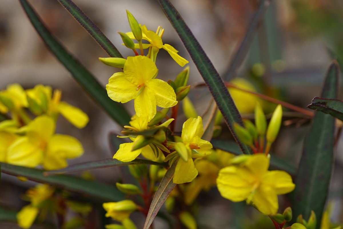 lost_in_botany's tweet photo. When is a #Hibbertia not a Hibbertia when it’s #Labichea punctata! continuing to fool me into think they are a Hibbertia from a distance 😆 these little #Fabaceae are within the #Dialioideae subfamily though they don’t share the familiar keel and wing petal shapes of #Faboideae https://t.co/iIWEUae2av